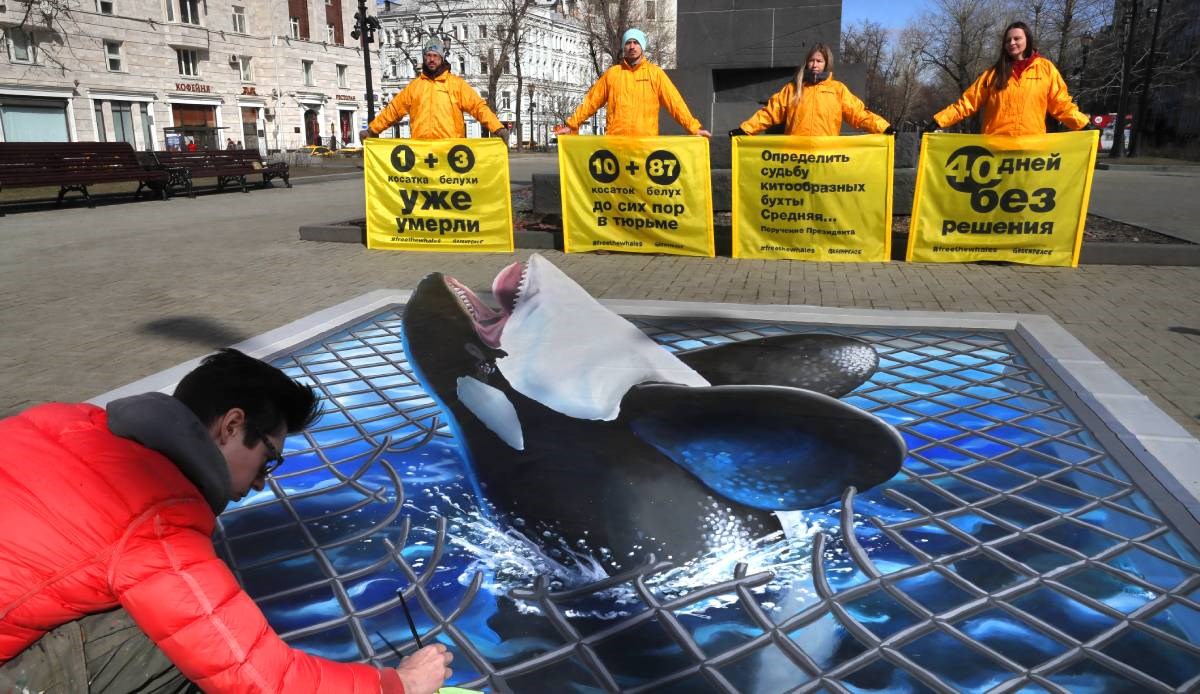 Rusija pušta na slobodu zarobljene kitove